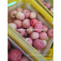 China Fresh Apple Fuji-red general 2017 crop